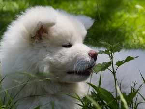 VEGETATION, Inu, dog, Akita