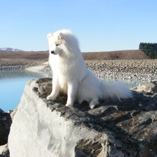 View, Samojed