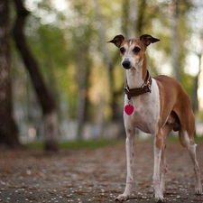 viewes, trees, dog, dog-collar