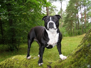 viewes, trees, dog, grass