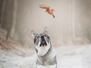 trees, viewes, Elkhund, Bird, dog