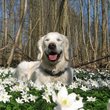 viewes, trees, Golden Retriever, Flowers