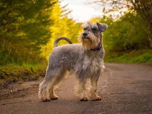trees, viewes, Schnauzer, Way, dog