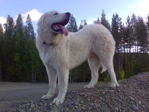 viewes, trees, Polish Tatra Sheepdog, Stones