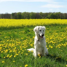 viewes, trees, dog, Sky, grass