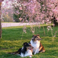 viewes, flourishing, trees, Shepherds, Spring, Meadow