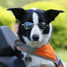 Glasses, waistcoat, dog