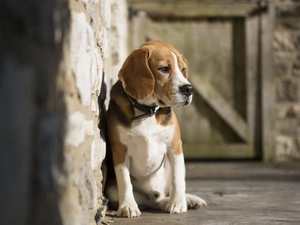 dog, wall, dog-collar, Beagle