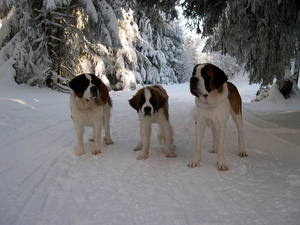 snow, wander, Bernards, winter, Three