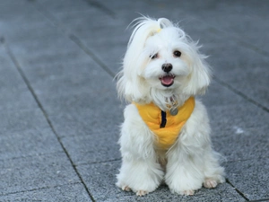 wander, puppie, clothes