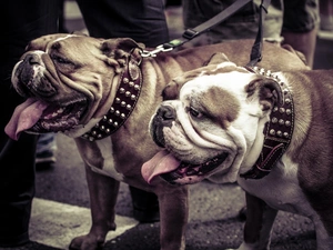 wander, Bulldogs, English