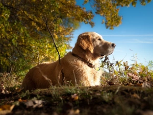 wander, forest, Golden Retriever