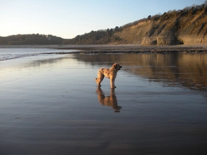 water, Briard