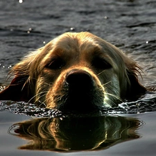 water, dog