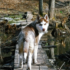 water, viewes, dog, trees