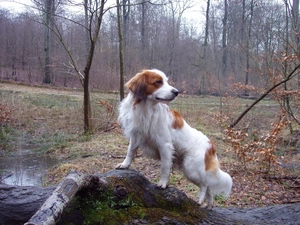 water, forest, Alpine Dutch, Kooikerhondje