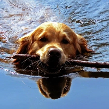 fetch, water, dog