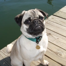 footbridge, water, pug