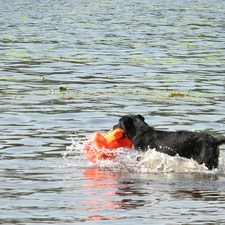 water, Shepherd French Beauceron