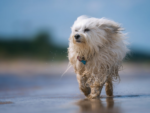 water, dog, Havanese