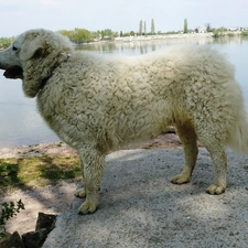 water, Shepherd Hungarian Kuvasz