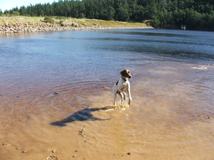 water, Pointer