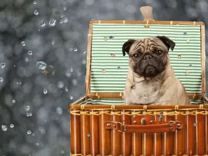 drops, water, pug, case, dog