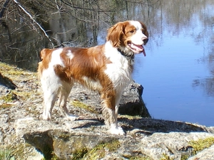 water, Spaniel, Rocks