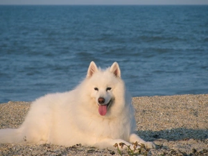 water, Blue, Samojed, Tounge