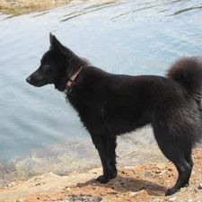 water, Schipperke