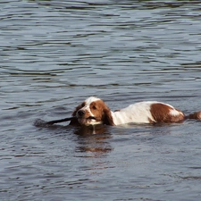 water, Stick, flowing, Welsh Springer Spaniel