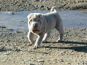 Stones, Shar Pei, water