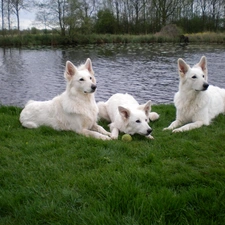 water, grass, Three, Shepherds US-Canadian