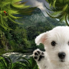 waterfall, doggy, small, Palms, White