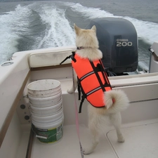 Waves, Motor boat, Norsk Buhund