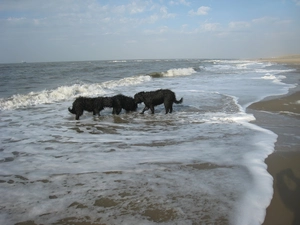 Waves, French Briard Sheepdogs, Three, Black