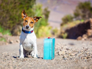 Terrier, dog, case, Way, traveller, Jack Russell