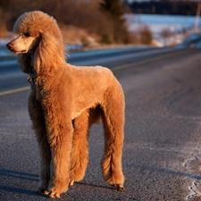 poodle, Way, Big