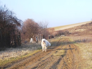Shepherd Hungarian Kuvasz, Way