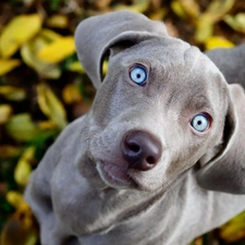 Weimaraner, Eyes, dog, Blue