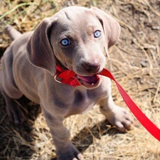 Weimaraner, Leash, doggy, red hot