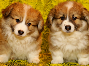 Two cars, puppies, Welsch corgi pembroke, puppies