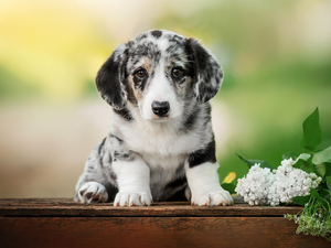 Puppy, White, without, Welsh corgi cardigan