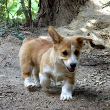 Welsh corgi pembroke, ginger