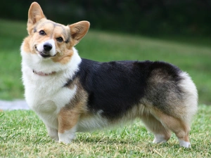 Welsh corgi pembroke, mouth