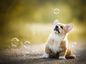 interesting eyes, dog, Welsh corgi pembroke