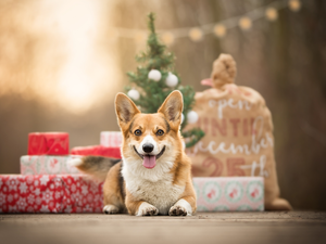 dog, Christmas, gifts, Welsh corgi pembroke
