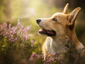dog, muzzle, heather, Welsh corgi pembroke