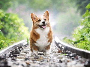 dog, ##, Leaf, Welsh corgi pembroke