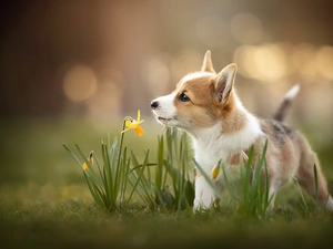 Flowers, Jonquil, Puppy, Welsh corgi pembroke, dog